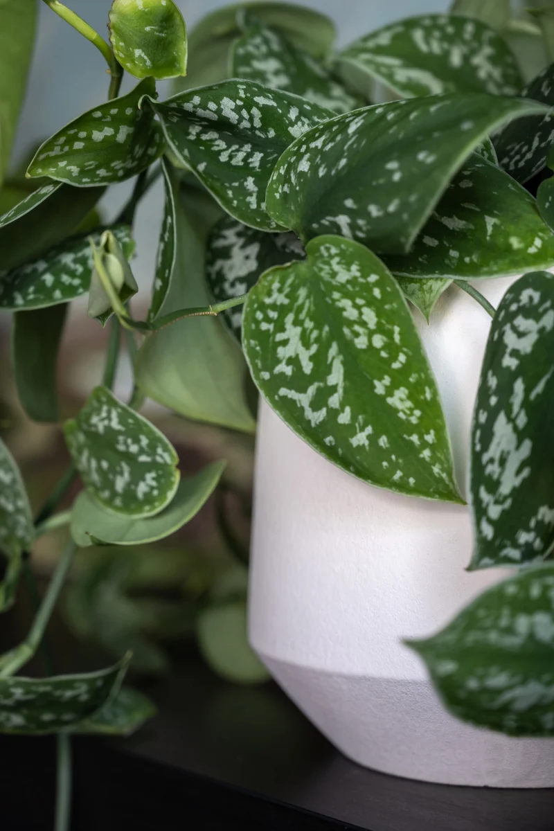 Blumentopf Julia Natur Weiß aus glasierter Keramik