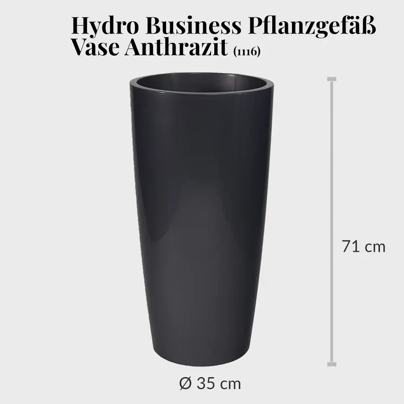 HYDRO SET XL Büropflanze Ficus Amstel King mit Vase Classico