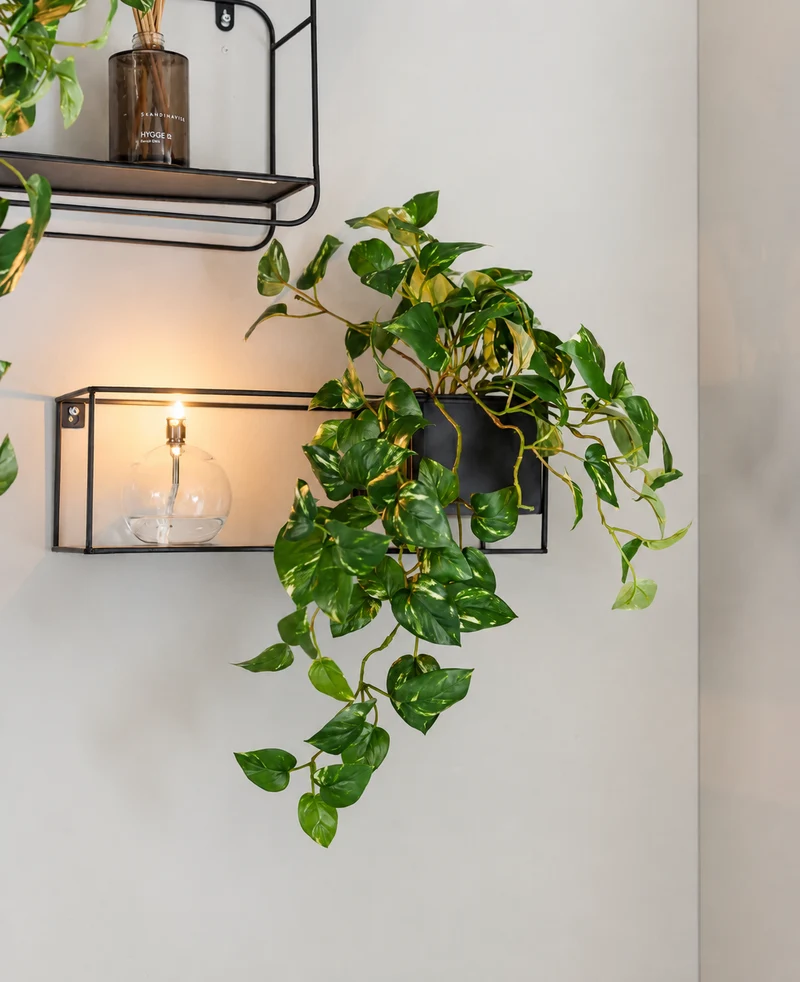 Kunst Hangende goudrank in pot 50 cm UV