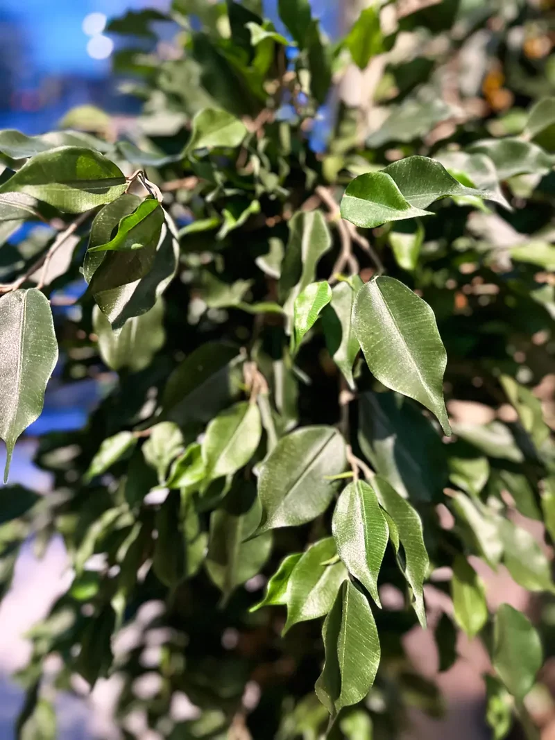 Künstlicher Ficusbaum – Valerius | 180 cm