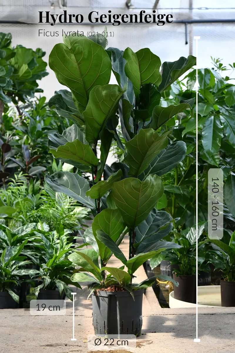 5er Box Hydrokultur Büropflanzen XXL Monstera & Geigenfeige