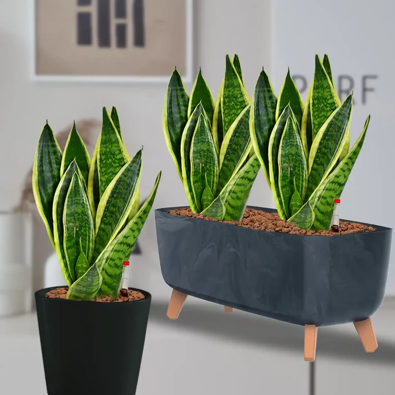 Hydro Büropflanzen Set Sideboard Betonoptik Sansevieria