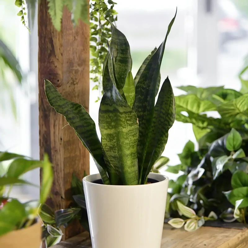 Hydro Büropflanzen 3er Set Sansevieria in Keramiktöpfen
