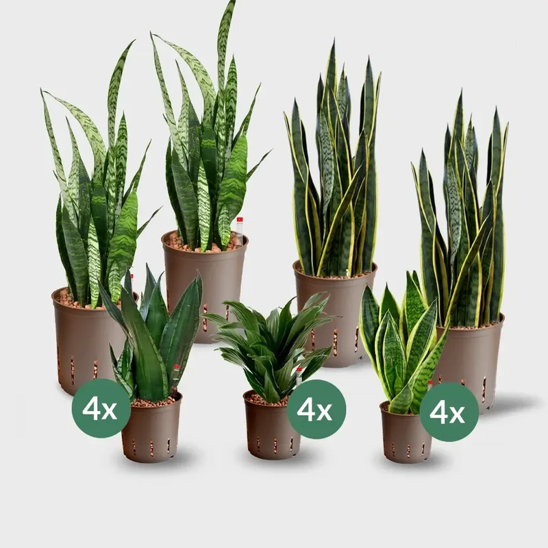 16er Box Hydrokultur Büropflanzen Sukkulenten (4x XL, 12x bis H50cm)