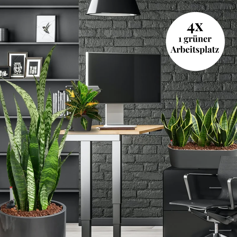Palettenset InStyle: 16 Büropflanzen in Hydrokultur