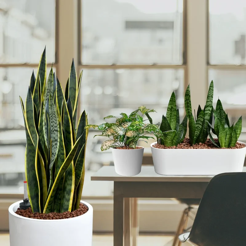 Palettenset InStyle: 16 Büropflanzen in Hydrokultur