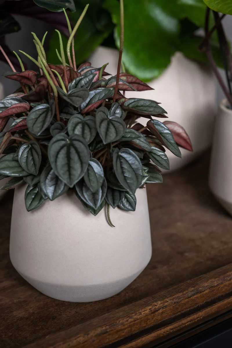 Blumentopf Julia Beige aus glasierter Keramik