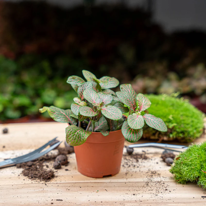 Fittonia Joly Josan - Red and green - Mosaic plant