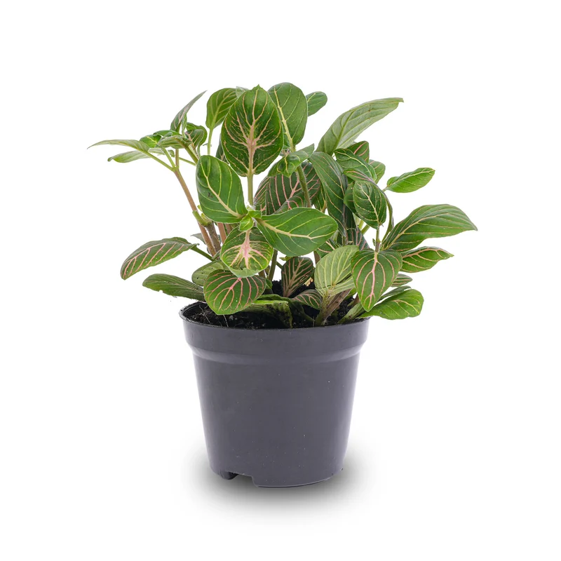 Fittonia Joly Josan - Red and green - Mosaic plant