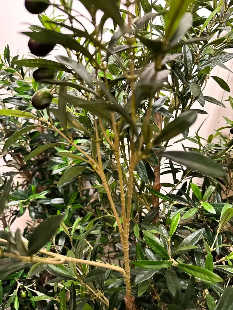 Künstlicher Olivenbaum - Ian | 170 cm
