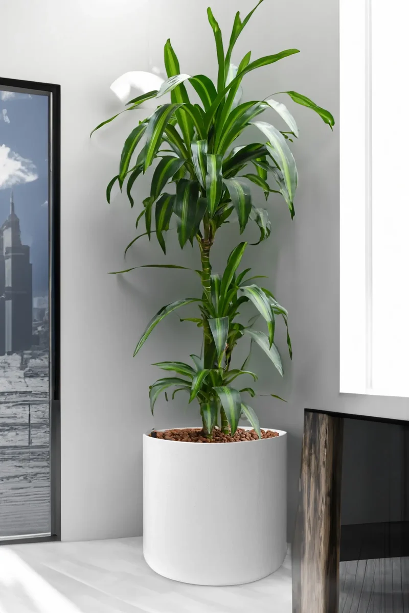 Hydro XXL Dracaena Hawaiian Sunshine, 140-160cm