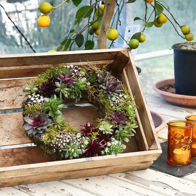 Sukkulentenkranz Ø 25cm