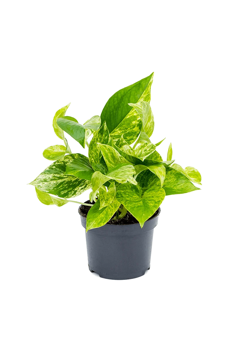 Efeutute Marble Queen - Epipremnum Aureum