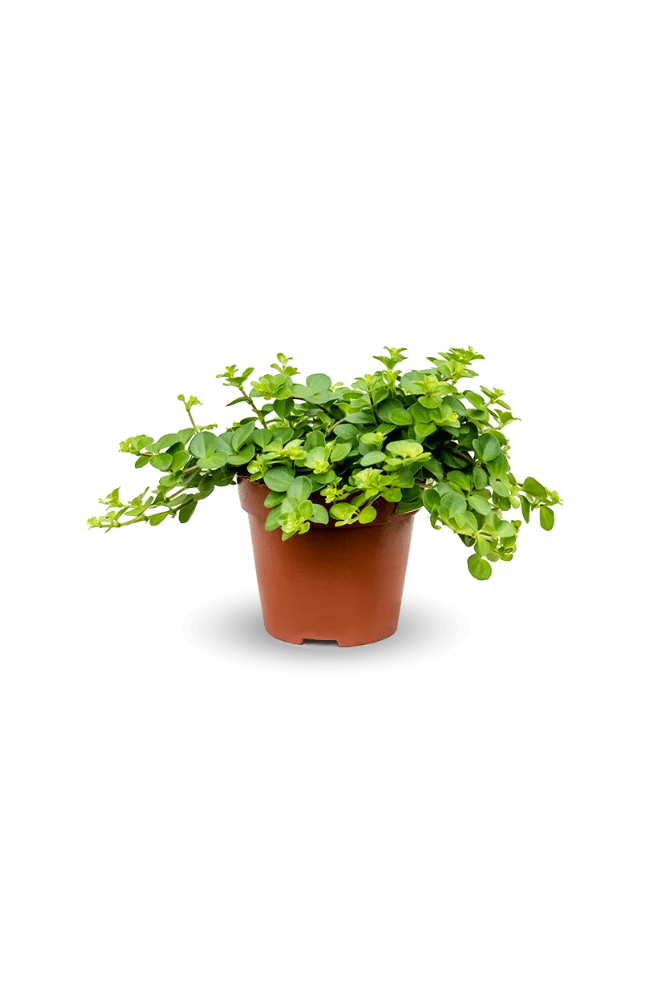 Peperomia rotundifolia - Zwergpfeffer
