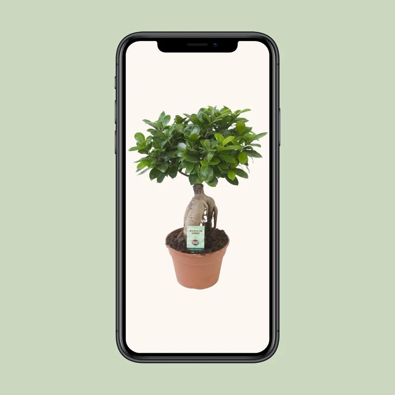 Ficus Ginseng (bonsai) - Ø 17cm - ↑ 40cm