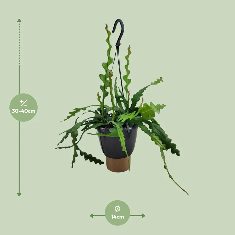 Epiphyllum Anguliger (Fishbone Cactus) ↑ 35 cm