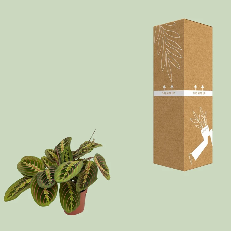 Maranta Fascinator (Prayer Plant) ↑ 20 cm