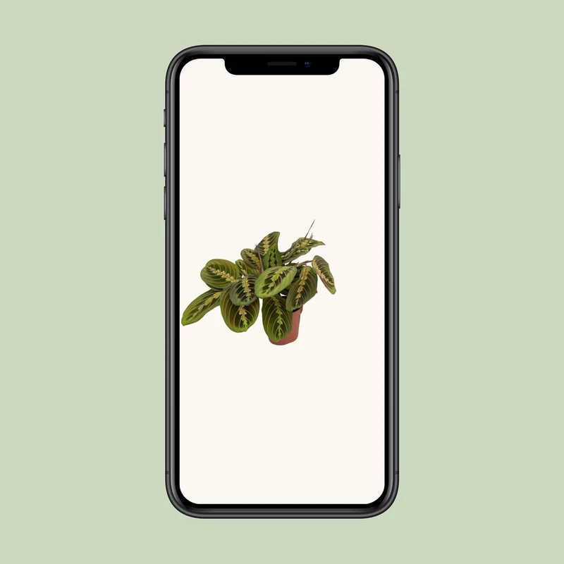 Maranta Fascinator (Prayer Plant) ↑ 20 cm
