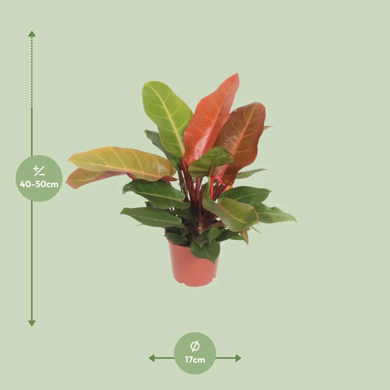 Philodendron Prince of Orange (Heartleaf Philodendron) ↑ 45 cm