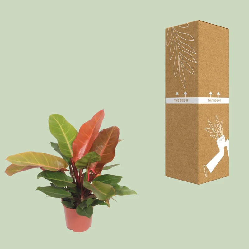 Philodendron Prince of Orange (Heartleaf Philodendron) ↑ 45 cm
