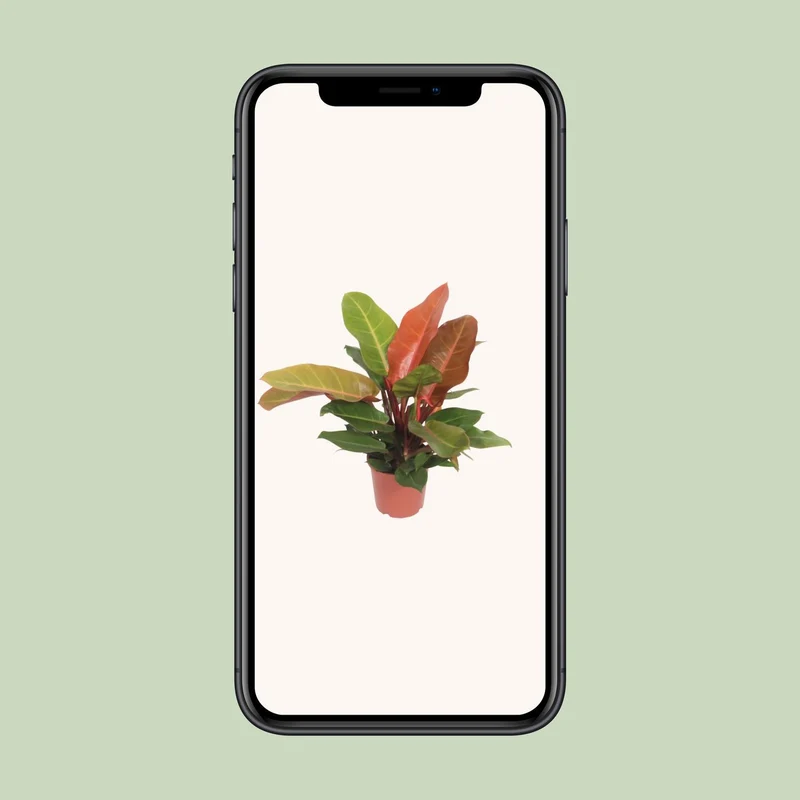 Philodendron Prince of Orange (Heartleaf Philodendron) ↑ 45 cm