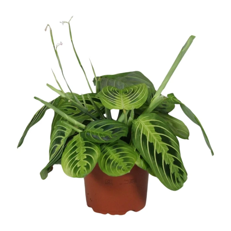 Maranta Leuconeura Fascinator Lemon Lime - Ø12cm - ↑ 30cm