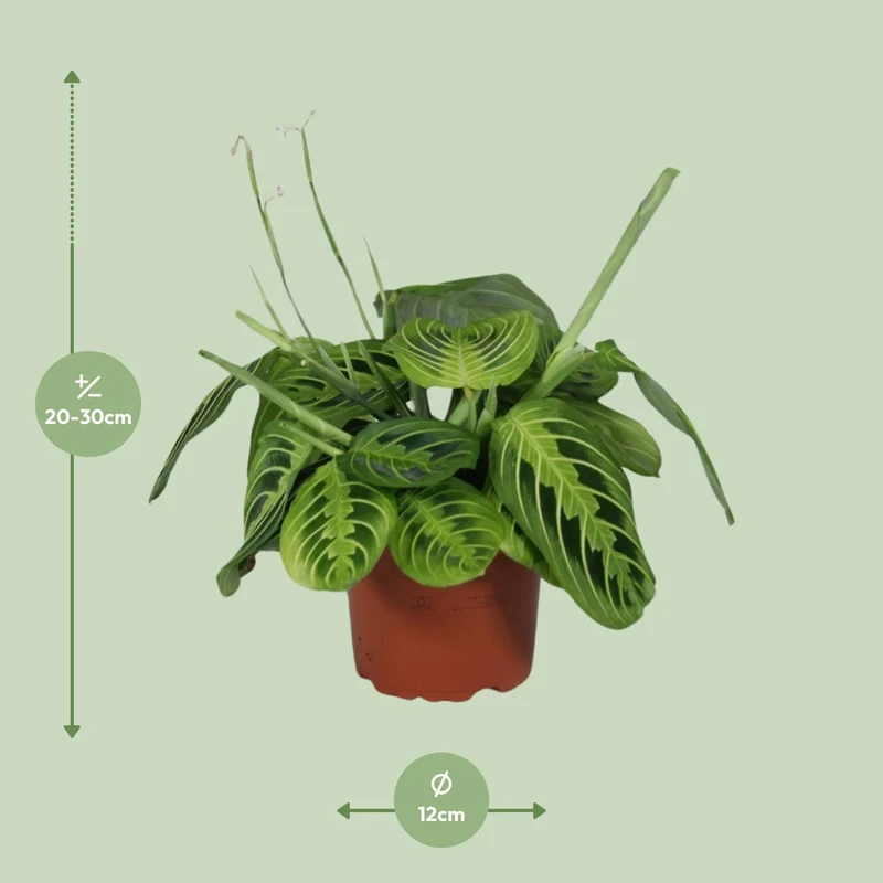 Maranta Leuconeura Fascinator Lemon Lime - Ø12cm - ↑ 30cm