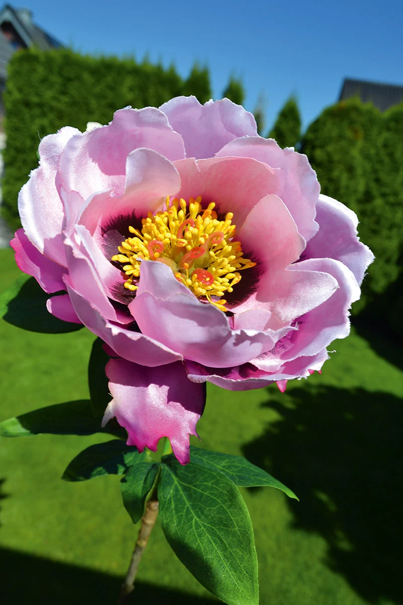Pfingstrose "Yuna"