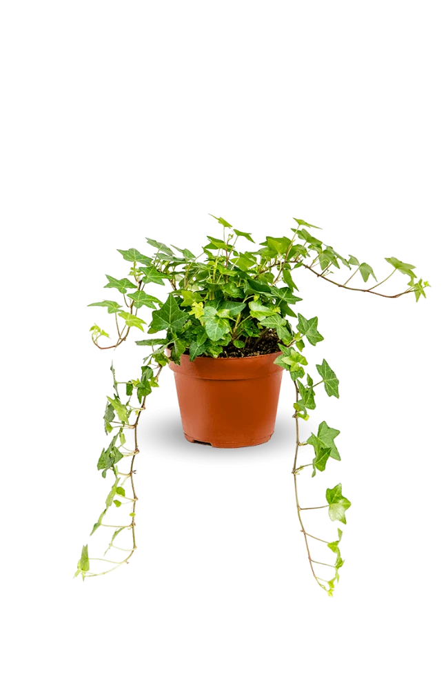 Efeu - Hedera Helix Wonder