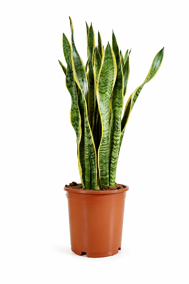 Bogenhanf - Sansevieria Laurentii - Schwiegermutterzunge