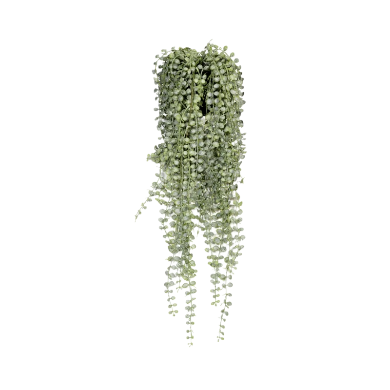 Senecio Erbsenpflanze künstlich