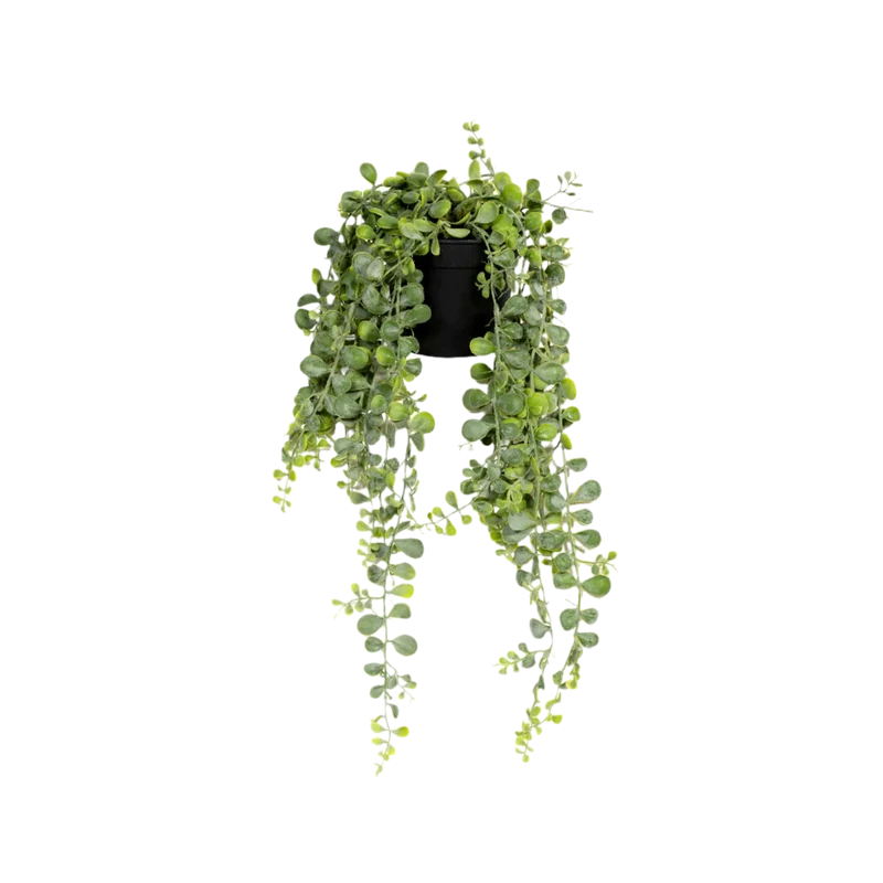 Senecio Erbsenpflanze künstlich