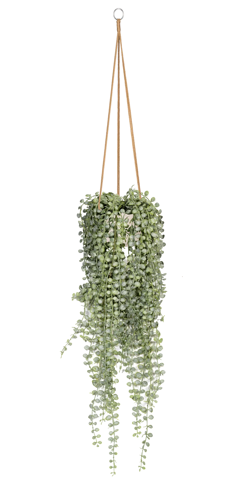 Senecio Erbsenpflanze künstlich