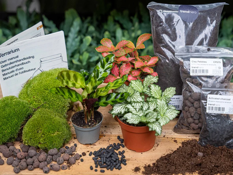 Calathea Lancifolia - Plant Terrarium Refill & Starter kit - 3 terrarium plants - DIY