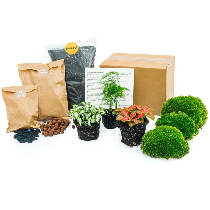 Asparagus - Plant Terrarium Refill & Starter kit - 3 terrarium plants - DIY