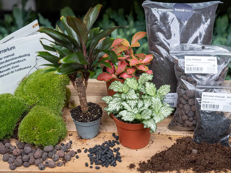 Palm - Plant Terrarium Refill & Starter kit - 3 terrarium plants - DIY