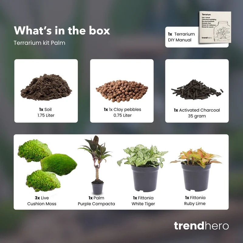 Palm - Plant Terrarium Refill & Starter kit - 3 terrarium plants - DIY