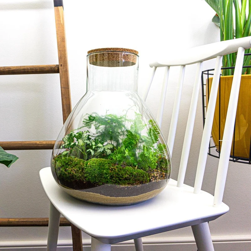 Sam XL - Terrarium with light - Bottle garden DIY kit - Ø 30 cm ↑ 32 cm