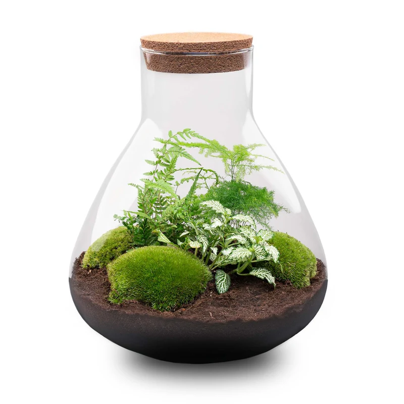 Sam XL - Terrarium with light - Bottle garden DIY kit - Ø 30 cm ↑ 32 cm