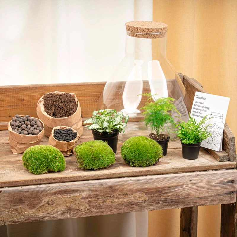 Sam XL - Terrarium with light - Bottle garden DIY kit - Ø 30 cm ↑ 32 cm