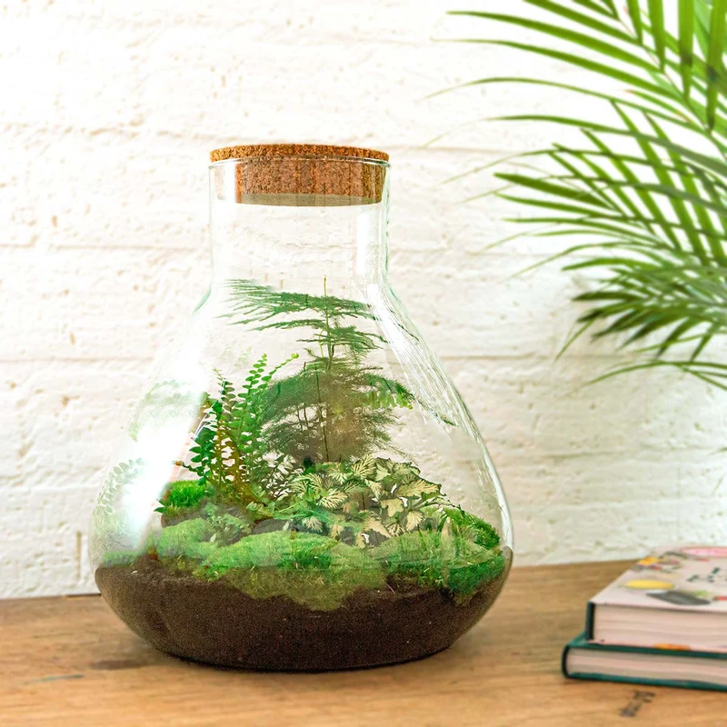 Sam XL - Terrarium with light - Bottle garden DIY kit - Ø 30 cm ↑ 32 cm