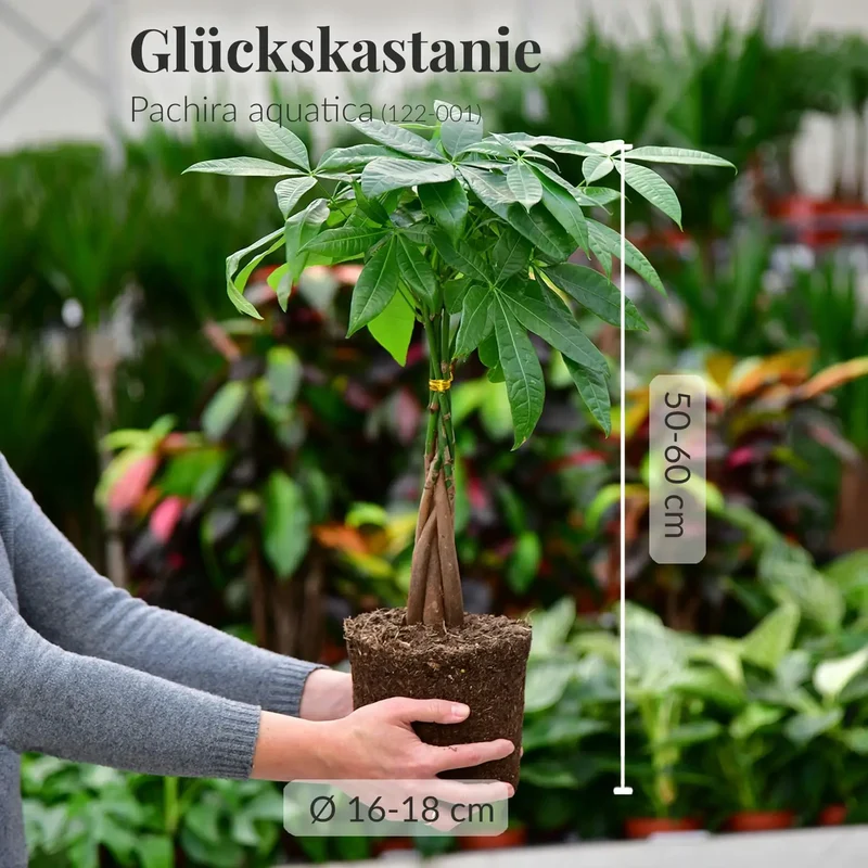 Mix & Match Katzenfreundliche Pflanzen