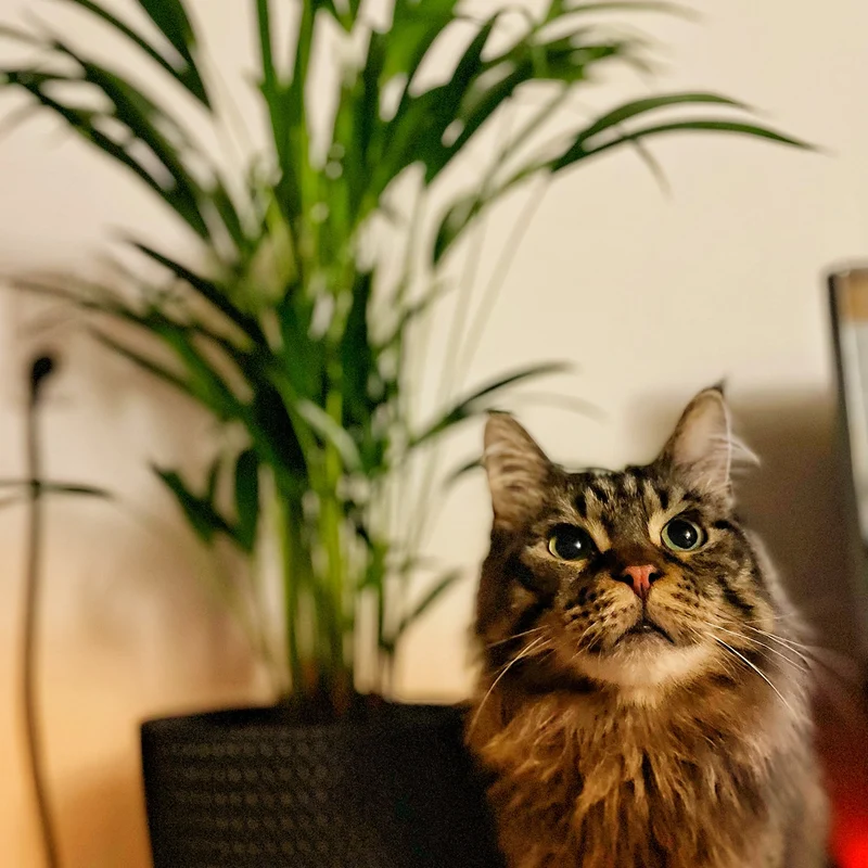 Mix & Match Katzenfreundliche Pflanzen