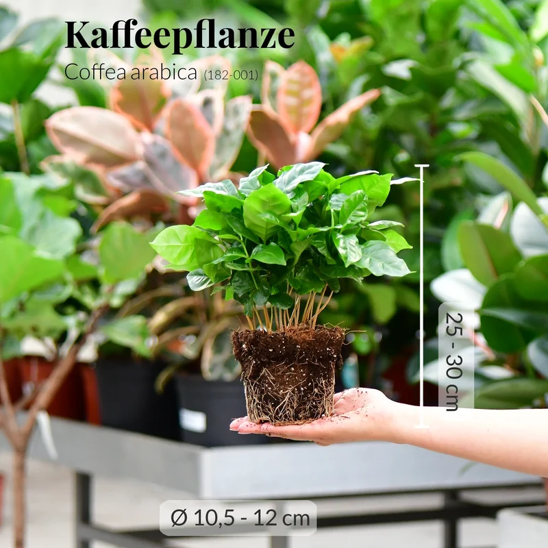 Mix & Match Katzenfreundliche Pflanzen