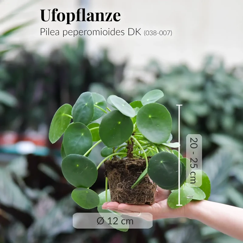 Pilea