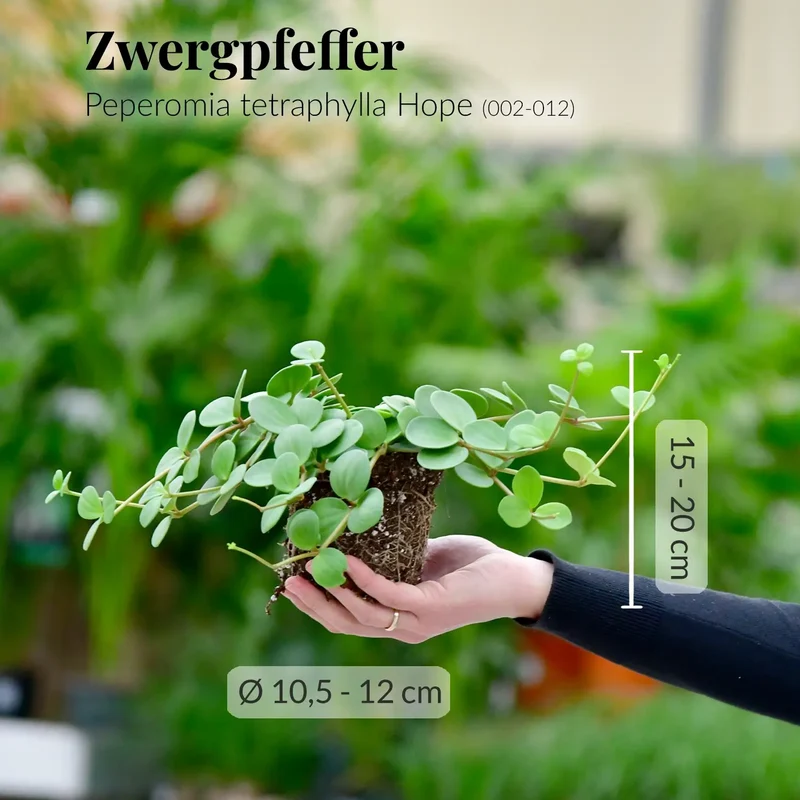 Mix & Match Katzenfreundliche Pflanzen