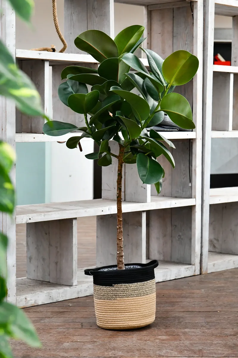 XXL Gummibaum Stamm, 130-140cm
