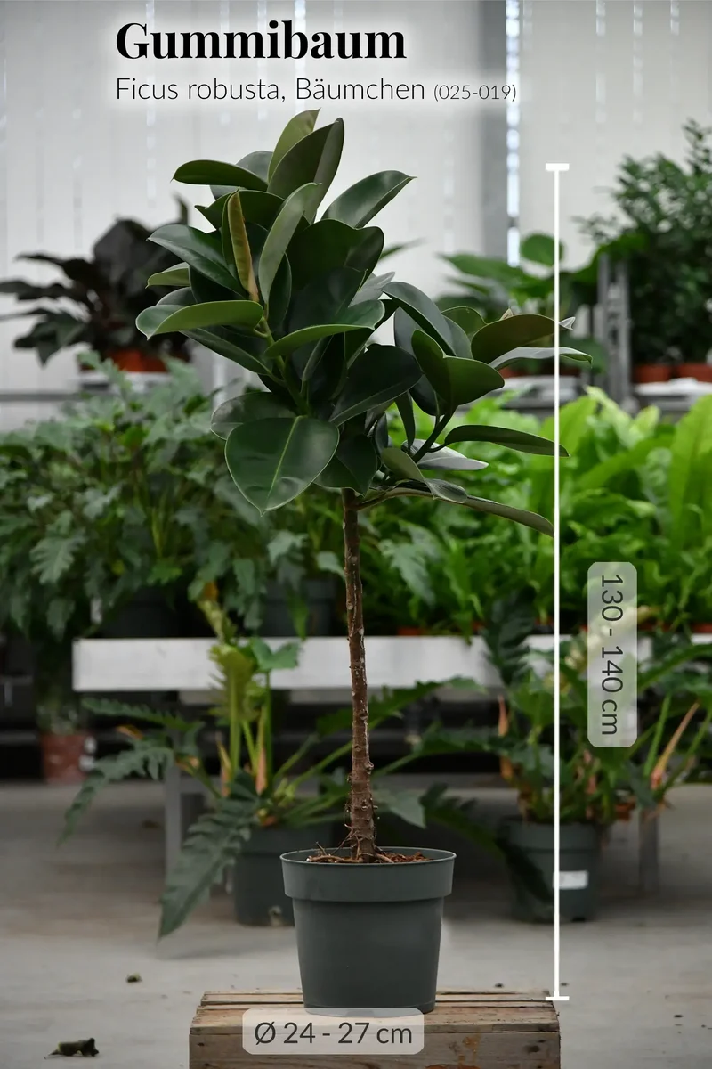 XXL Gummibaum Stamm, 130-140cm