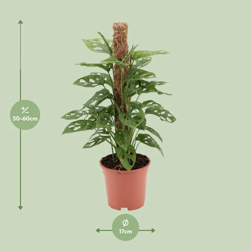 Monstera Monkey (Swiss Cheese Plant) ↑ 60 cm