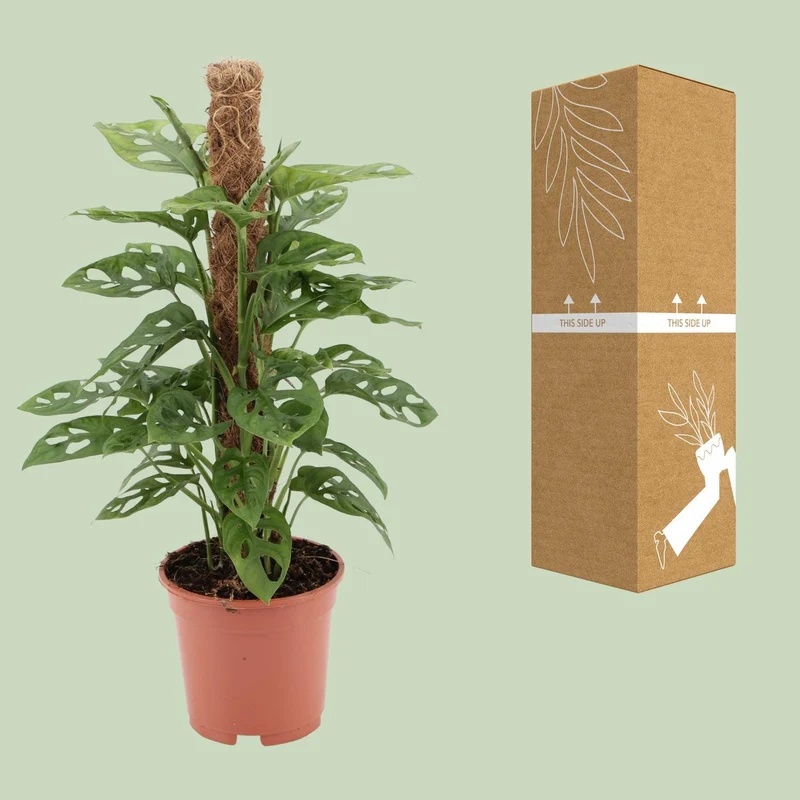 Monstera Monkey (Swiss Cheese Plant) ↑ 60 cm